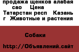  продажа щенков алабая(сао) › Цена ­ 8 000 - Татарстан респ., Казань г. Животные и растения » Собаки   
